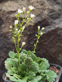 Saxifraga hirsuta ssp paucicrenata